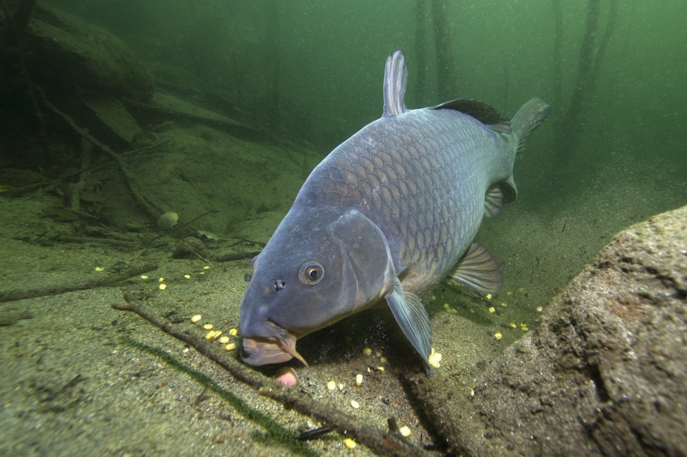 Cyprinus carpio carpio Linnaeus, 1758